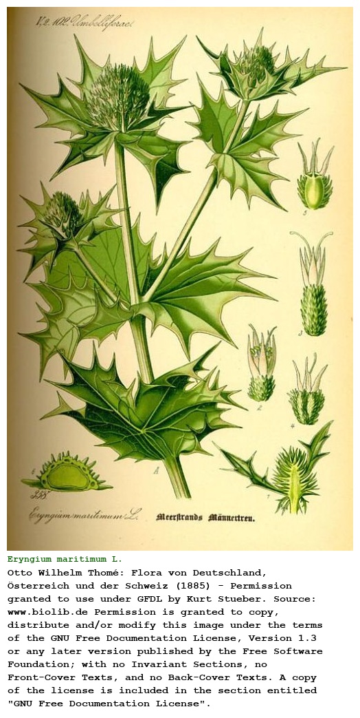 Eryngium maritimum L.
